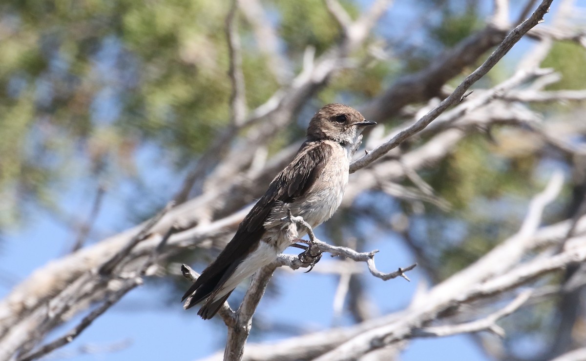 Northern Rough-winged Swallow - ML621240705