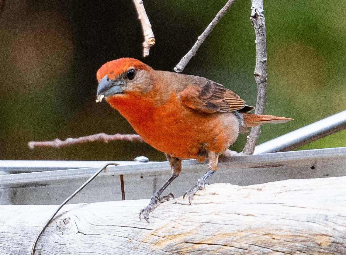 Hepatic Tanager - ML621240728