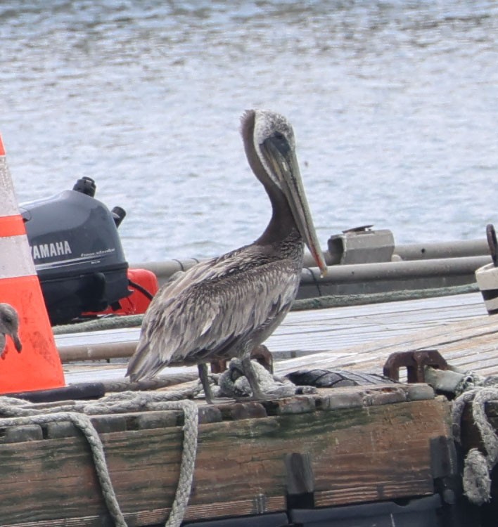 pelikán hnědý - ML621240741