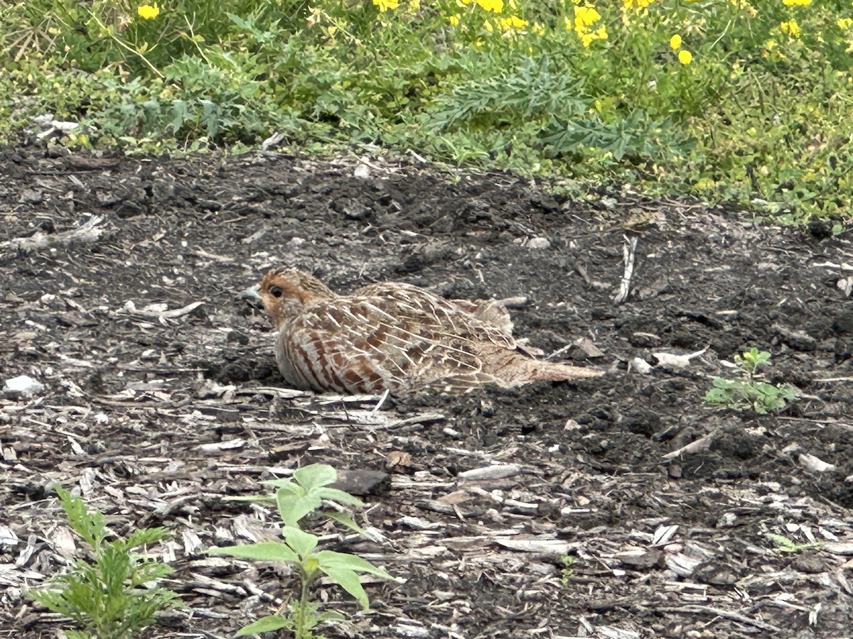 Gray Partridge - Michelle Barstad