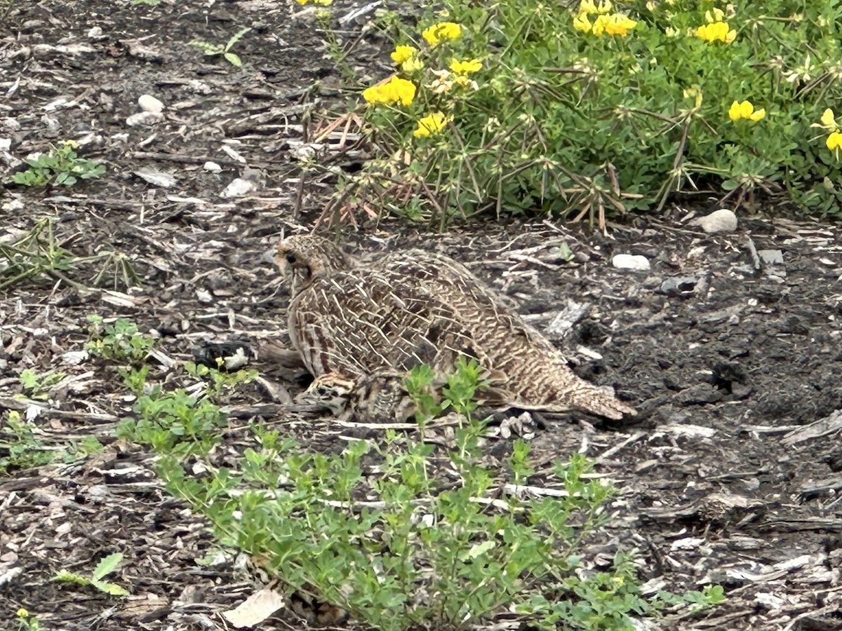 Gray Partridge - ML621240755