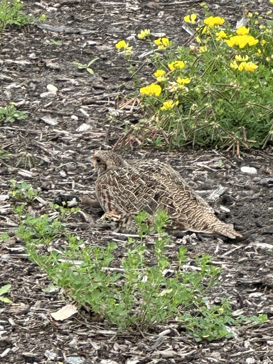 Gray Partridge - ML621240756