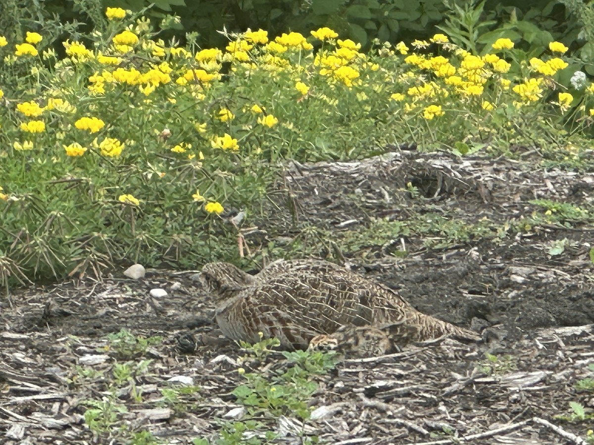 Gray Partridge - ML621240757