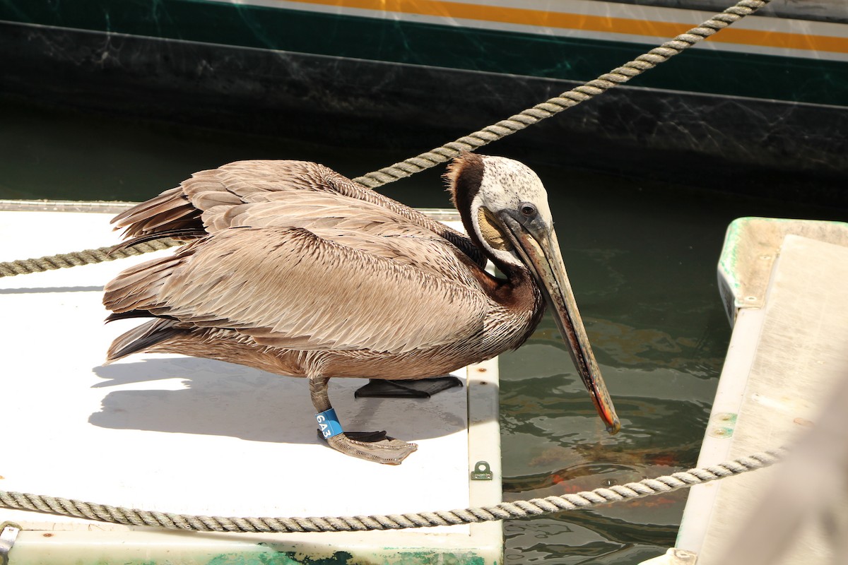 pelikán hnědý (ssp. californicus) - ML621240805