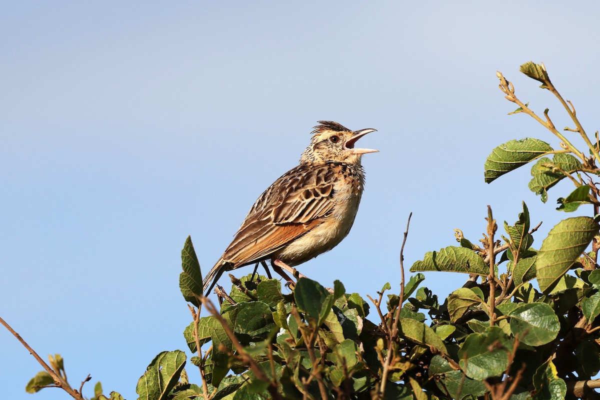 Rufous-naped Lark (Serengeti) - ML621240821