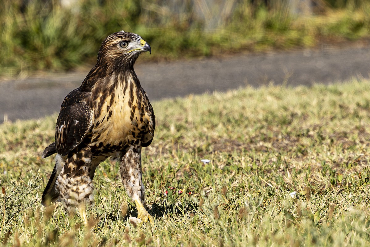 Red-tailed Hawk - ML621240902