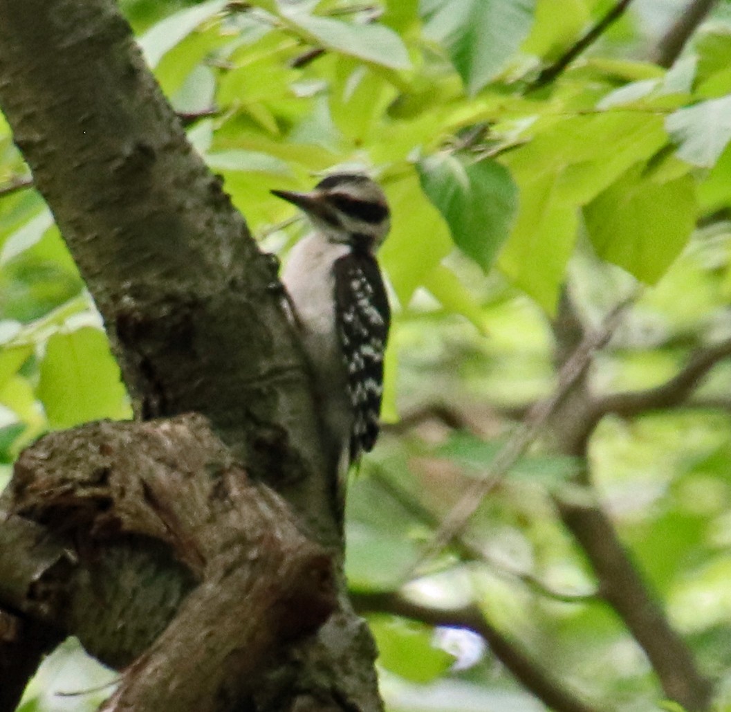 Hairy Woodpecker - ML621240904
