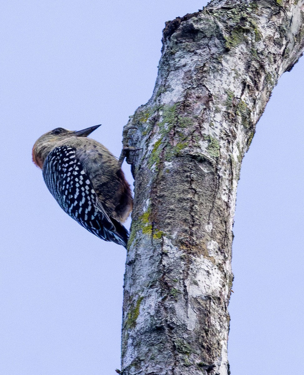 Red-crowned Woodpecker - ML621240954