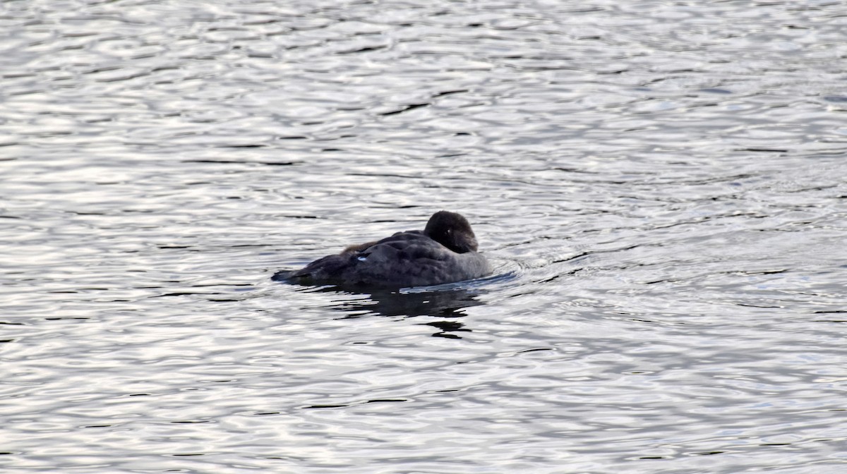 Common Goldeneye - ML621240959