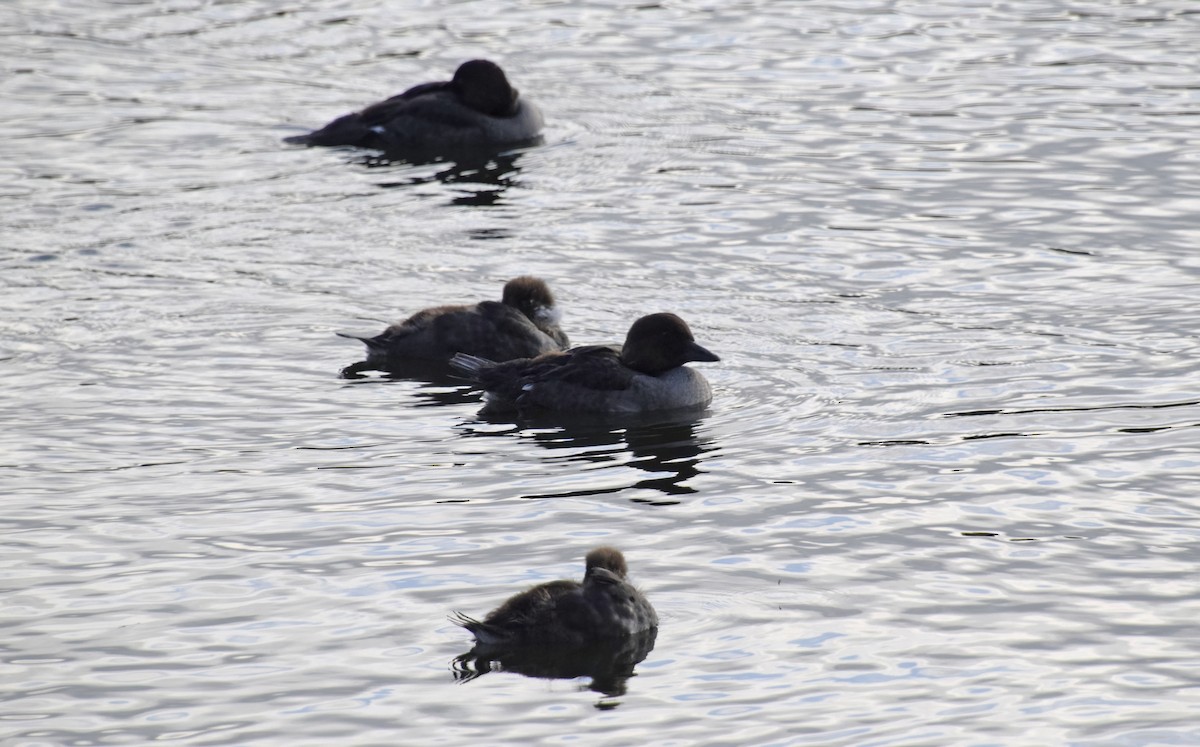 Common Goldeneye - ML621240960