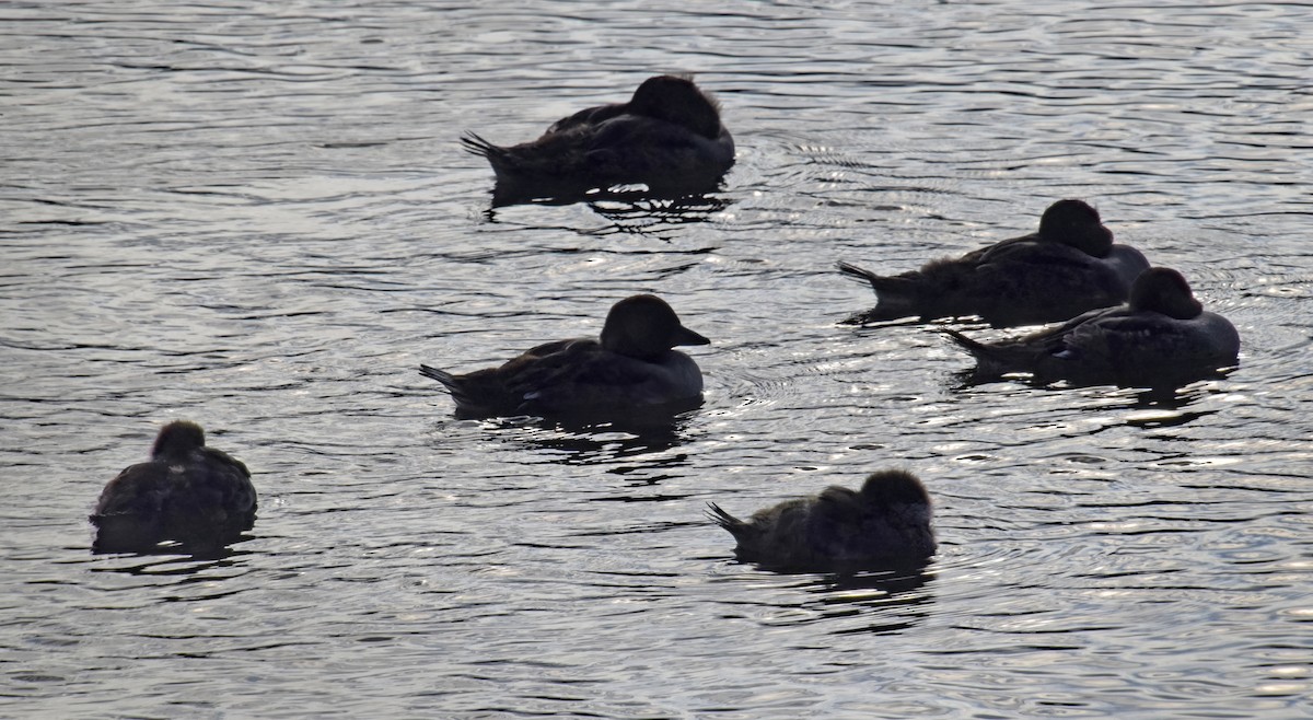 Common Goldeneye - ML621240962