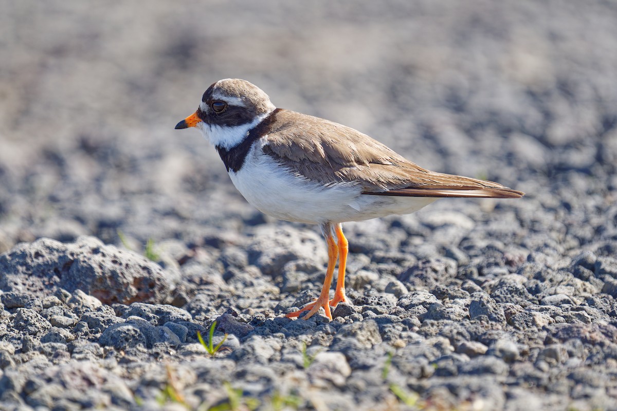 Common Ringed Plover - ML621241052