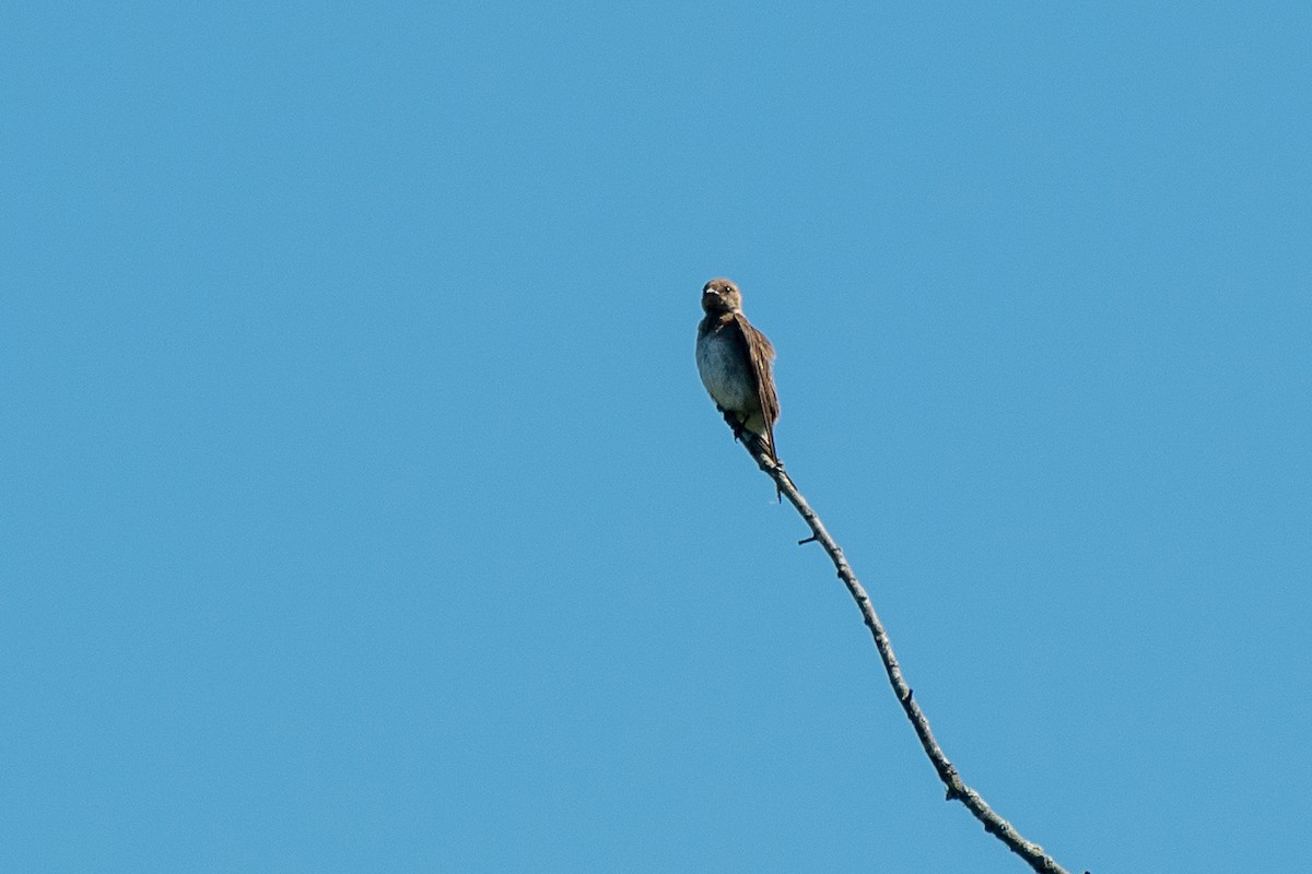 Northern Rough-winged Swallow - ML621241075