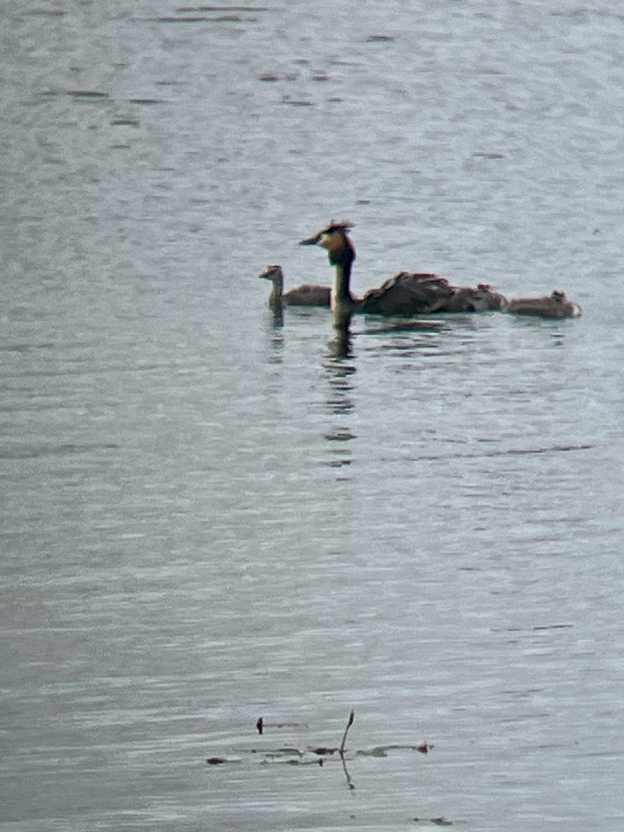 Great Crested Grebe - Dima Kozlov