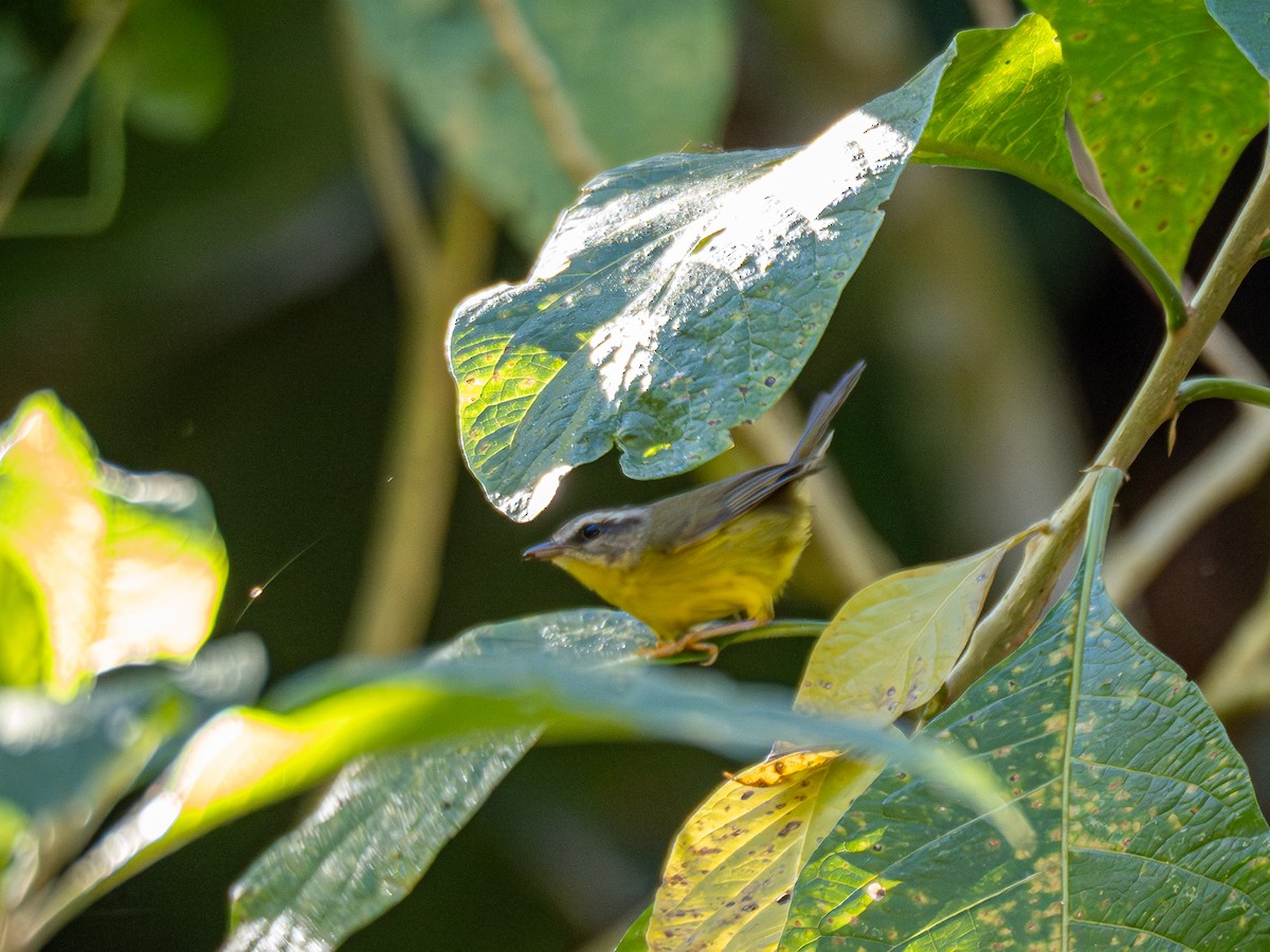 Golden-crowned Warbler - ML621241160