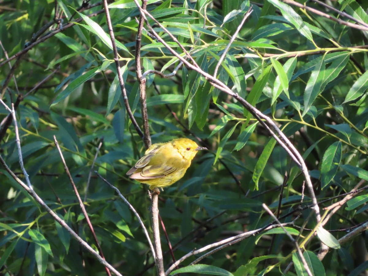 Northern Yellow Warbler - ML621241181