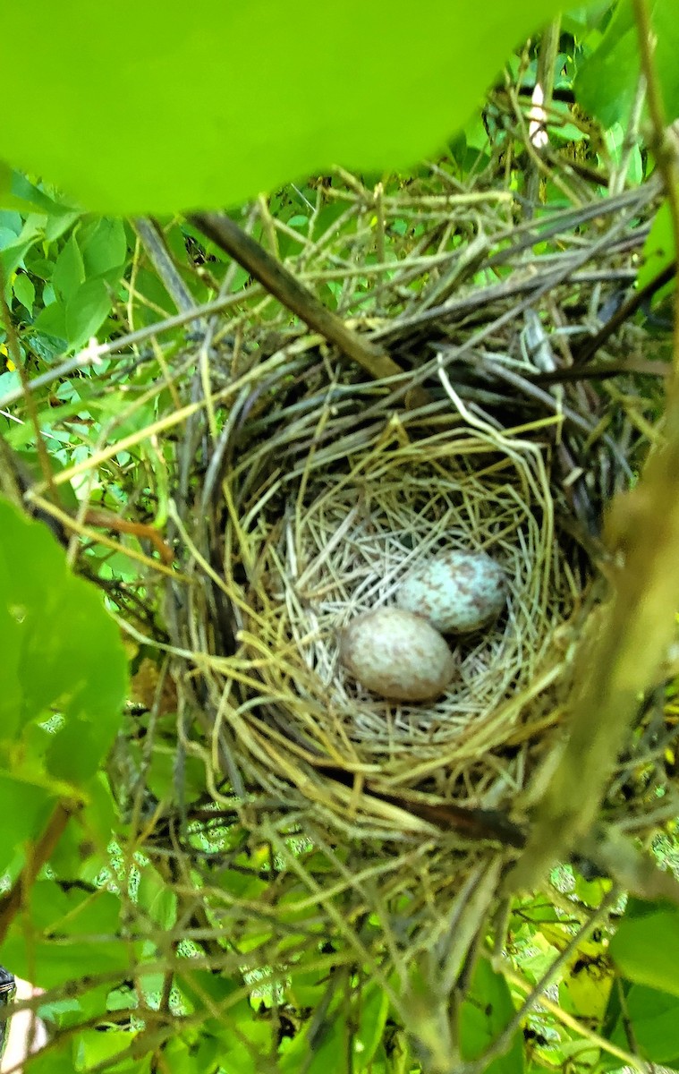Northern Cardinal - ML621241182