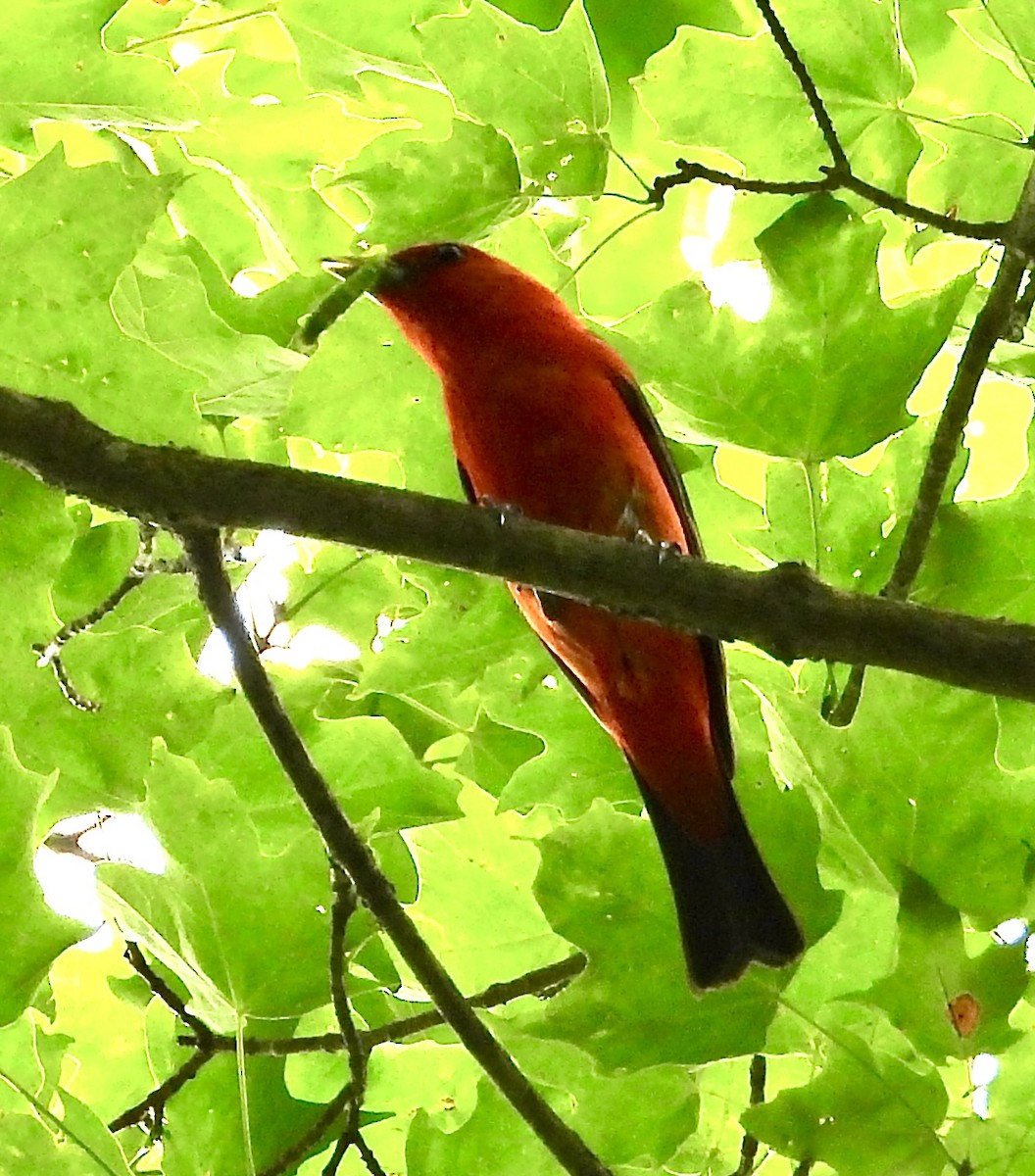 Scarlet Tanager - ML621241191