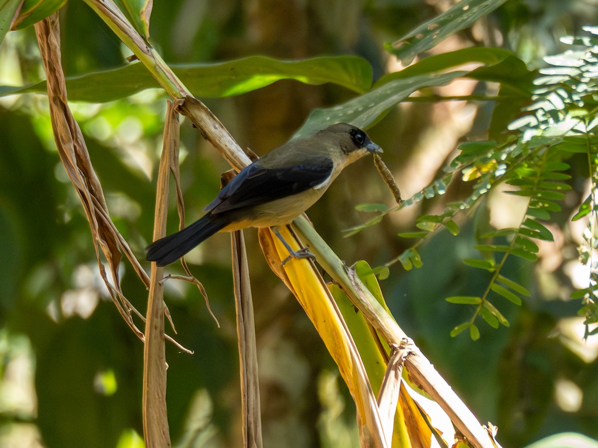 Black-goggled Tanager - ML621241205