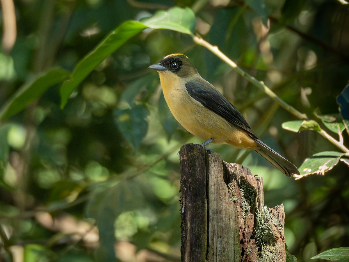 Black-goggled Tanager - ML621241208