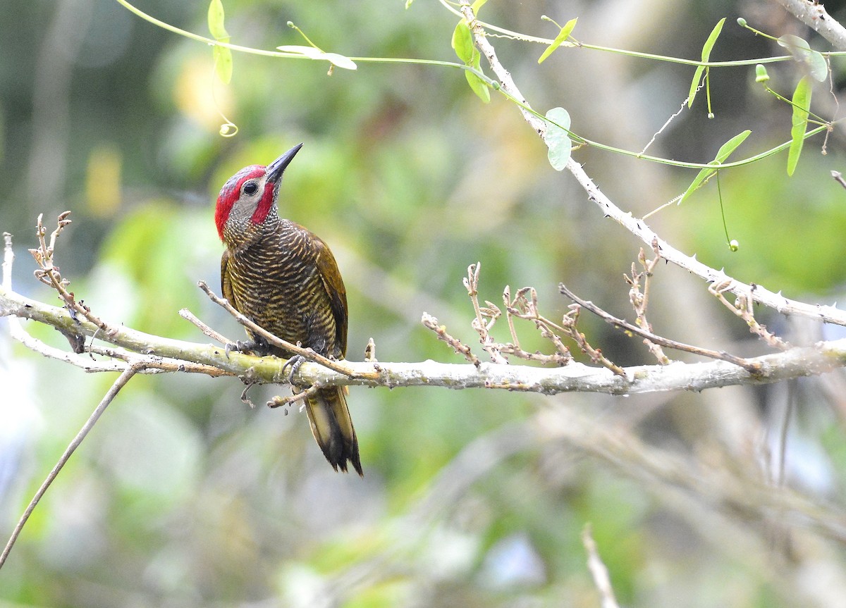 Golden-olive Woodpecker - ML621241219