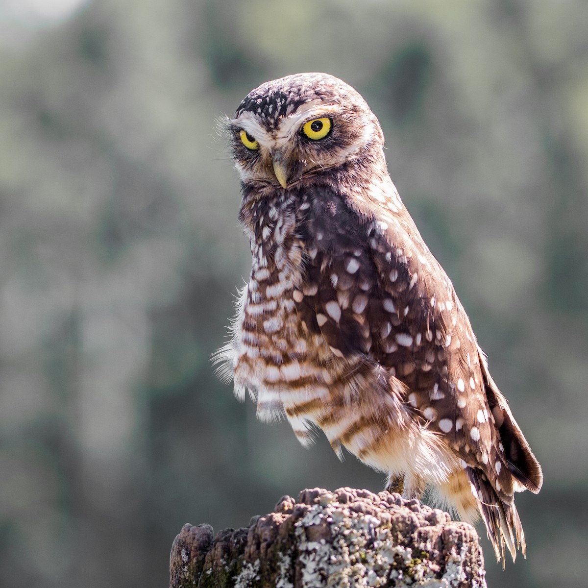Burrowing Owl - ML621241225