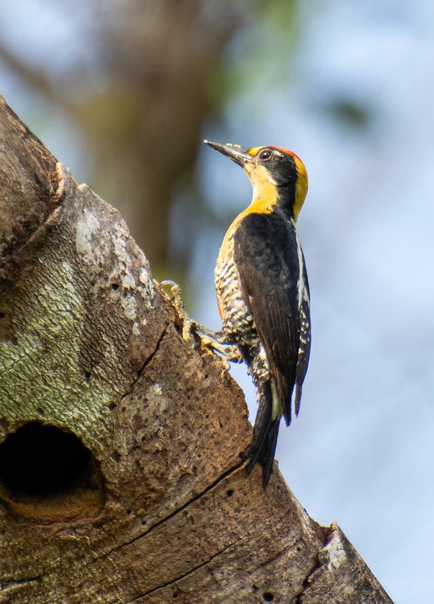 Golden-naped Woodpecker - ML621241239