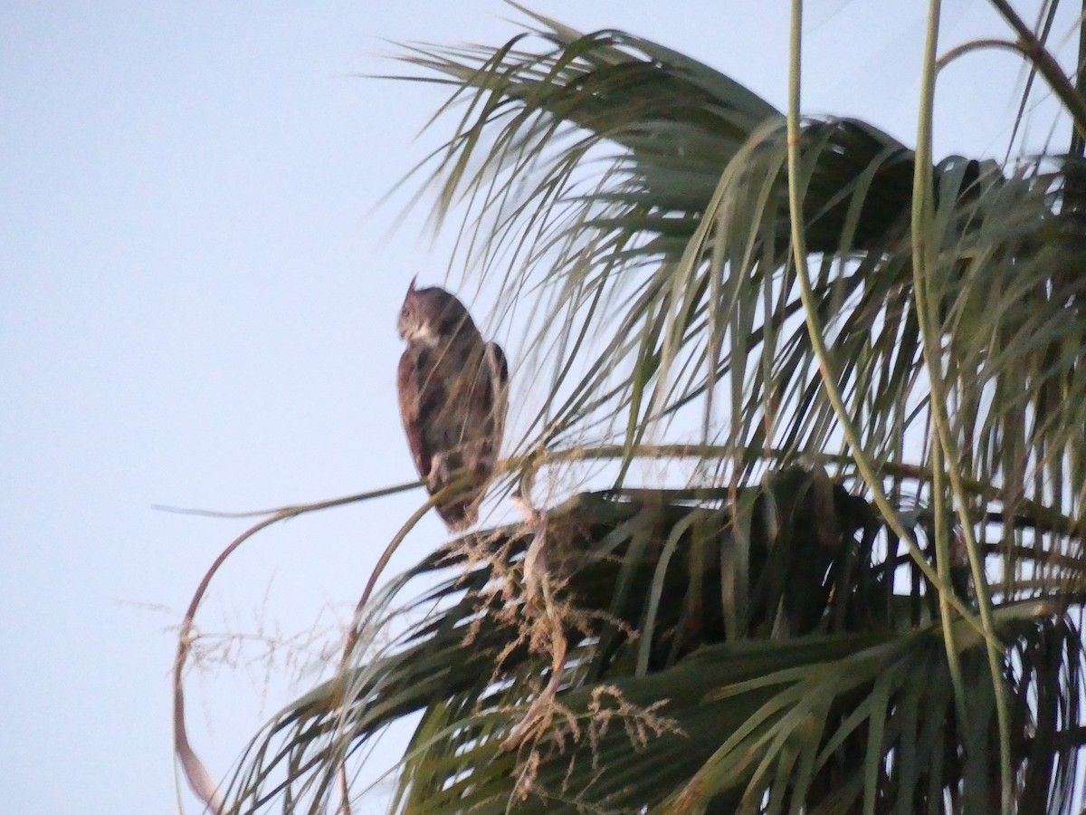 Great Horned Owl - ML621241251