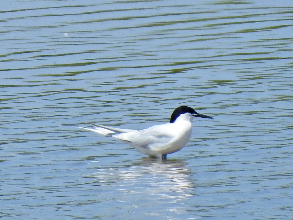 Roseate Tern - ML621241300