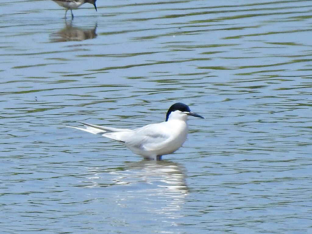 Roseate Tern - Jeff Goff