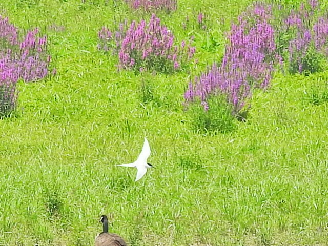 Roseate Tern - ML621241302