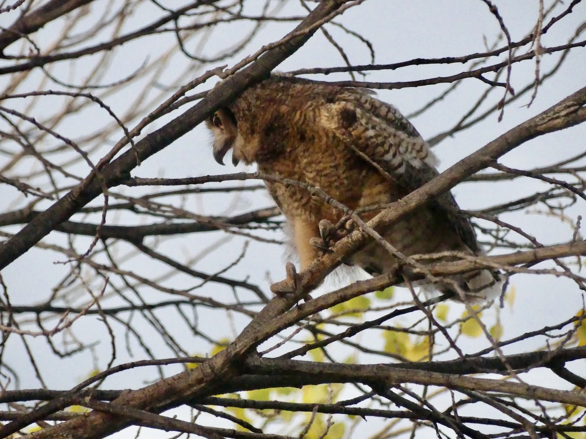 Great Horned Owl - ML621241330