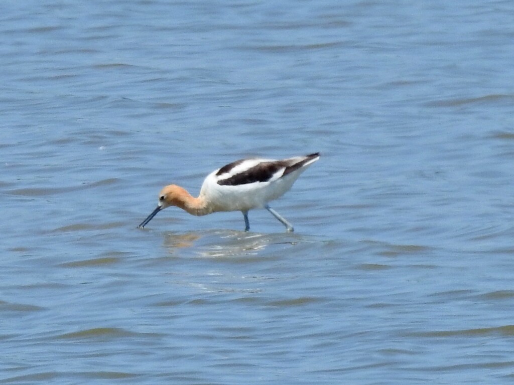 Avoceta Americana - ML621241342