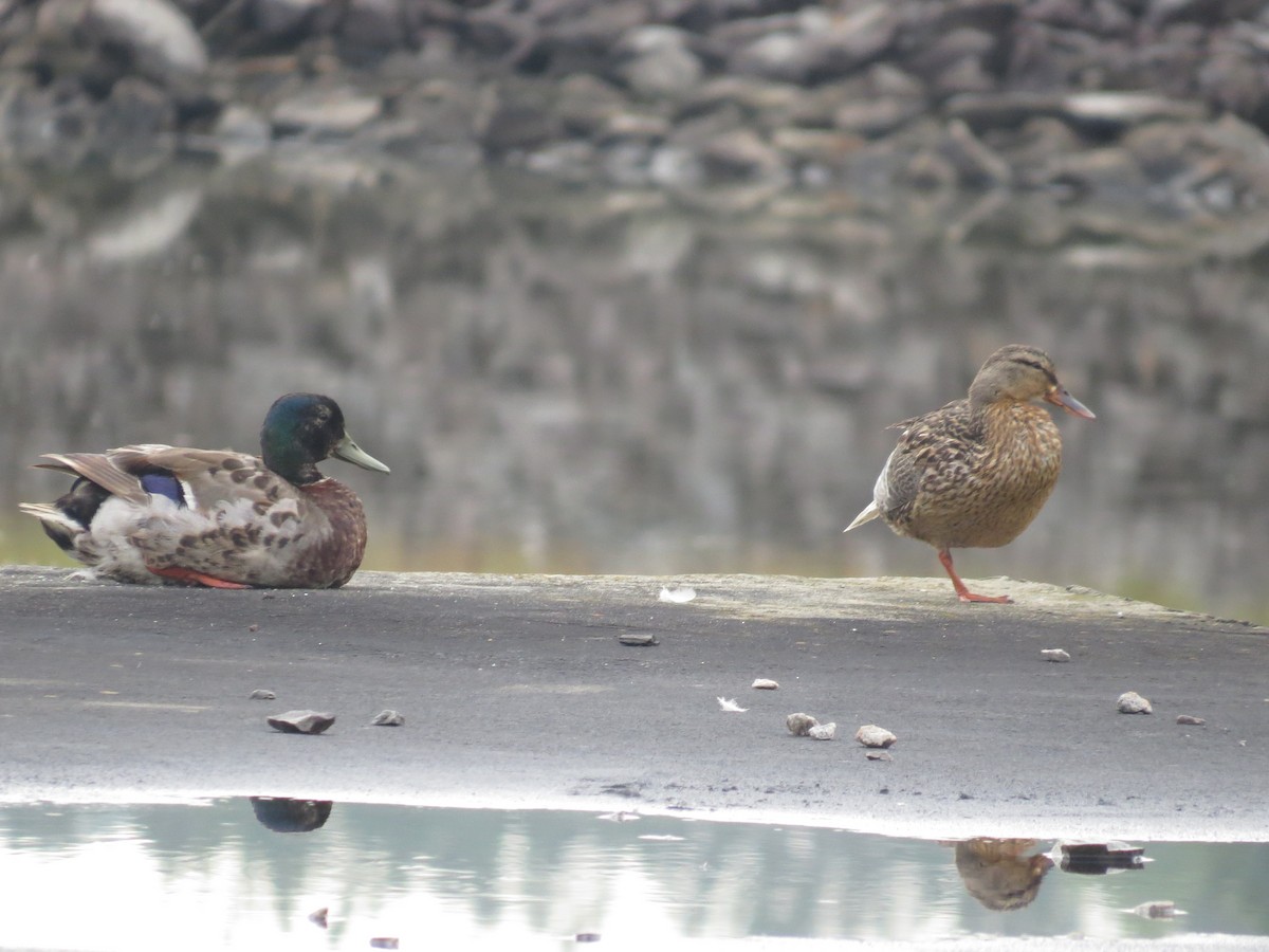 Canard colvert - ML621241368