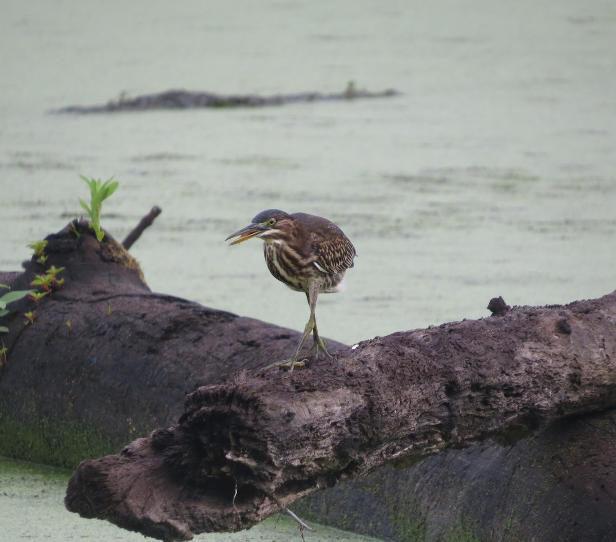 Green Heron - ML621241384