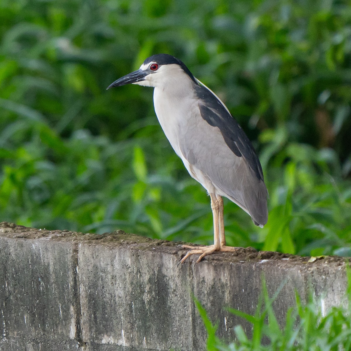 Black-crowned Night Heron - ML621241400