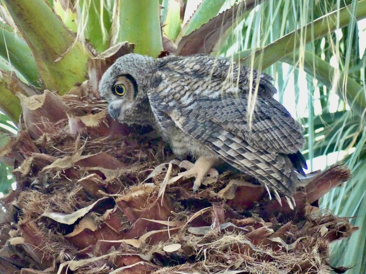 Great Horned Owl - ML621241449
