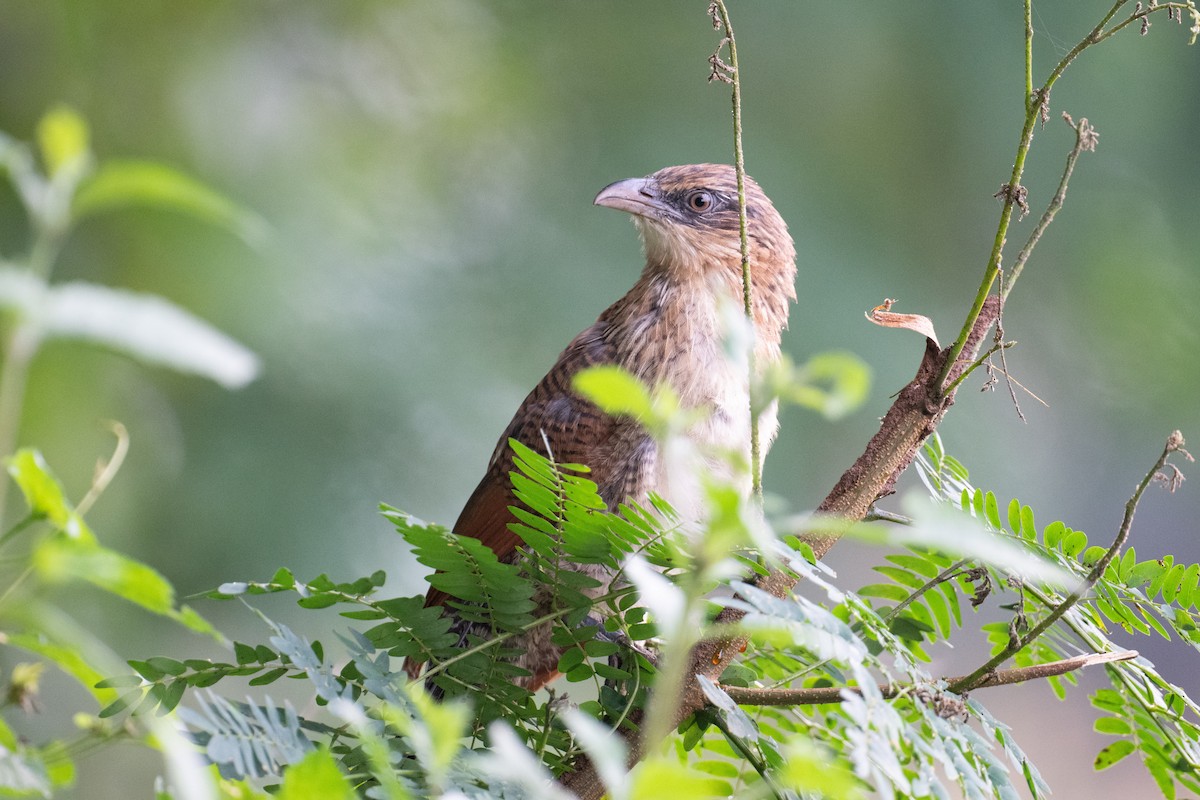 White-browed Coucal - ML621241450