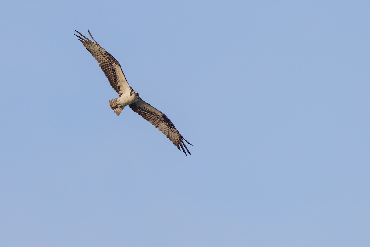 Águila Pescadora - ML621241457