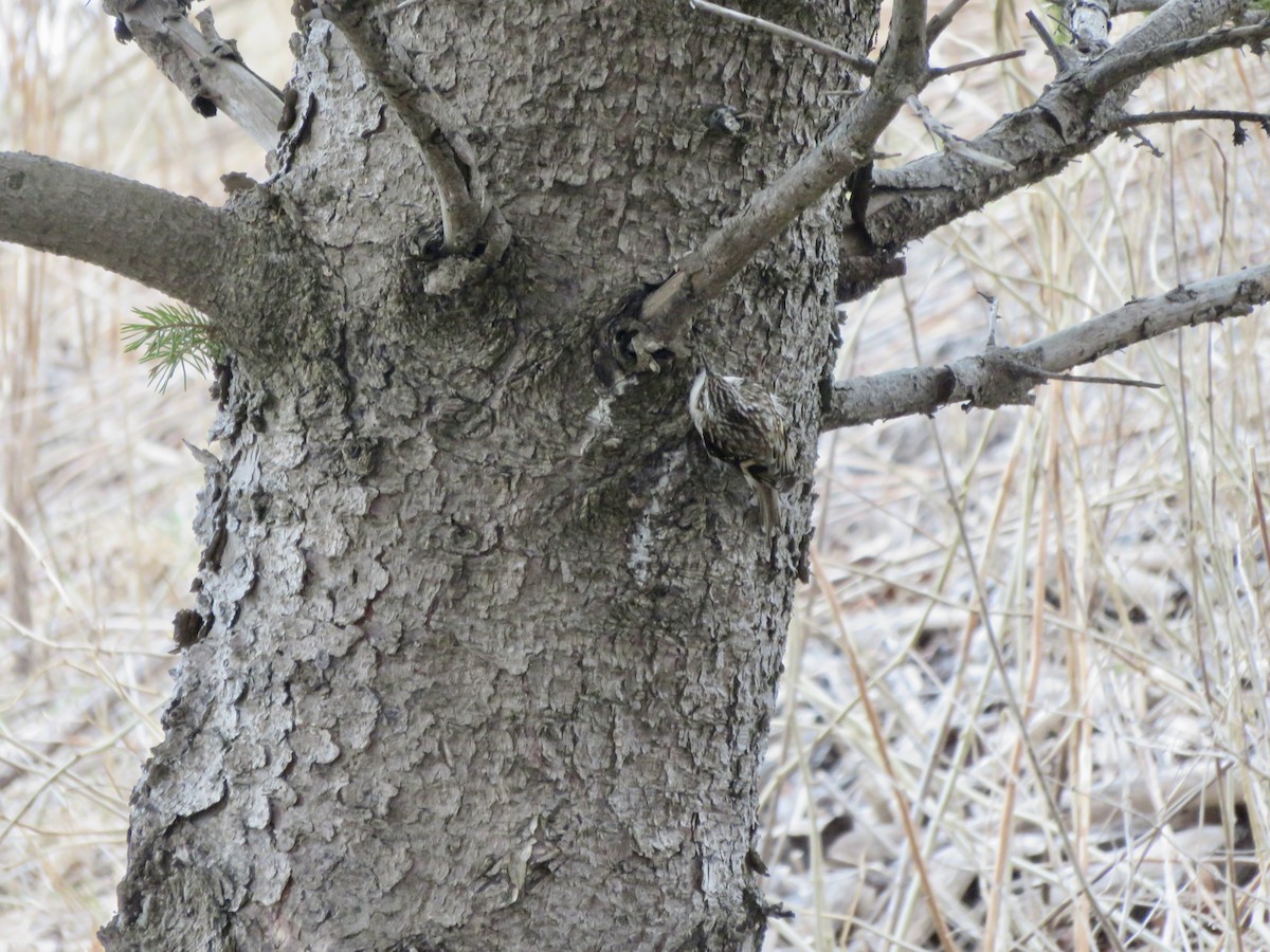 Brown Creeper - ML621241481