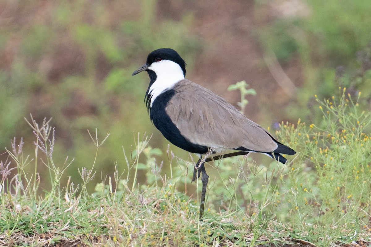Spur-winged Lapwing - ML621241564