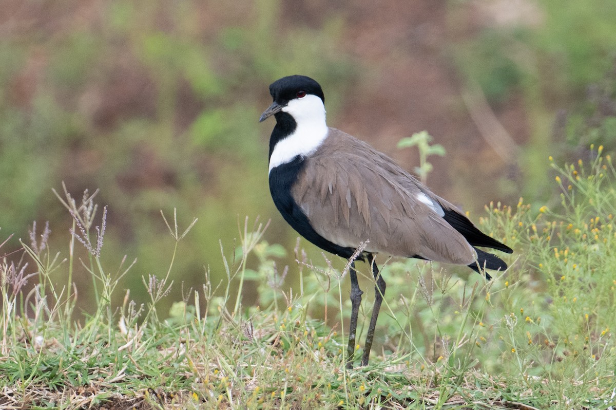 Spur-winged Lapwing - ML621241569