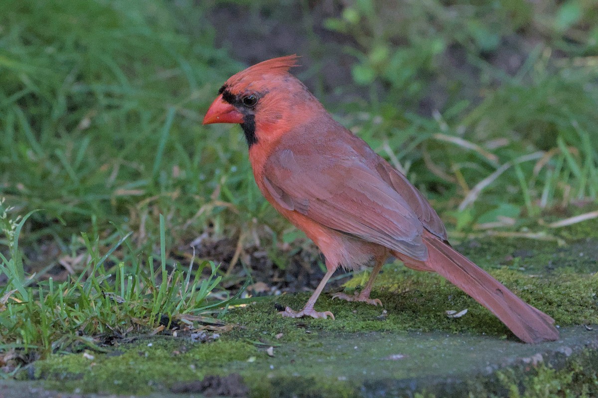 Cardinal rouge - ML621241679