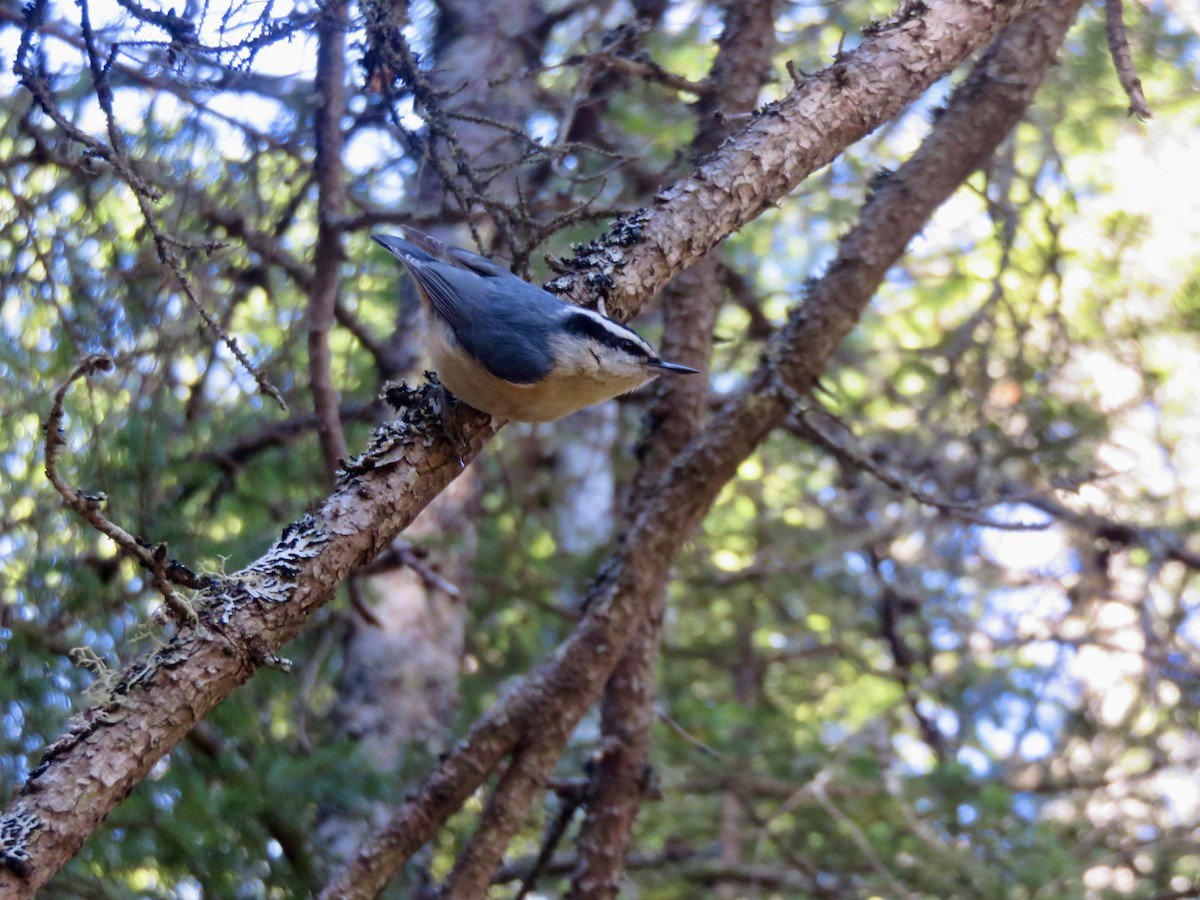 Red-breasted Nuthatch - ML621241702