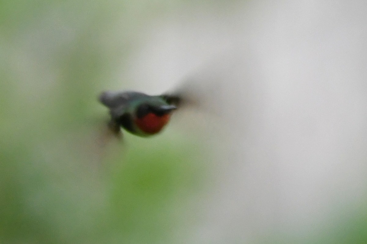 Ruby-throated Hummingbird - ML621241720