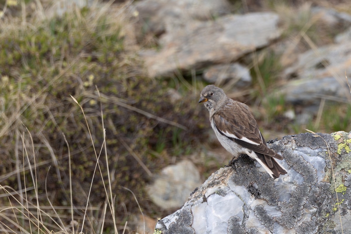 White-winged Snowfinch - ML621241721