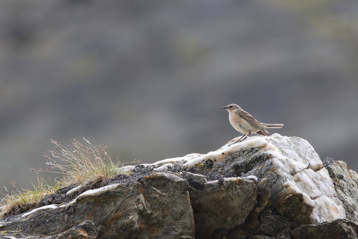 Water Pipit - ML621241722