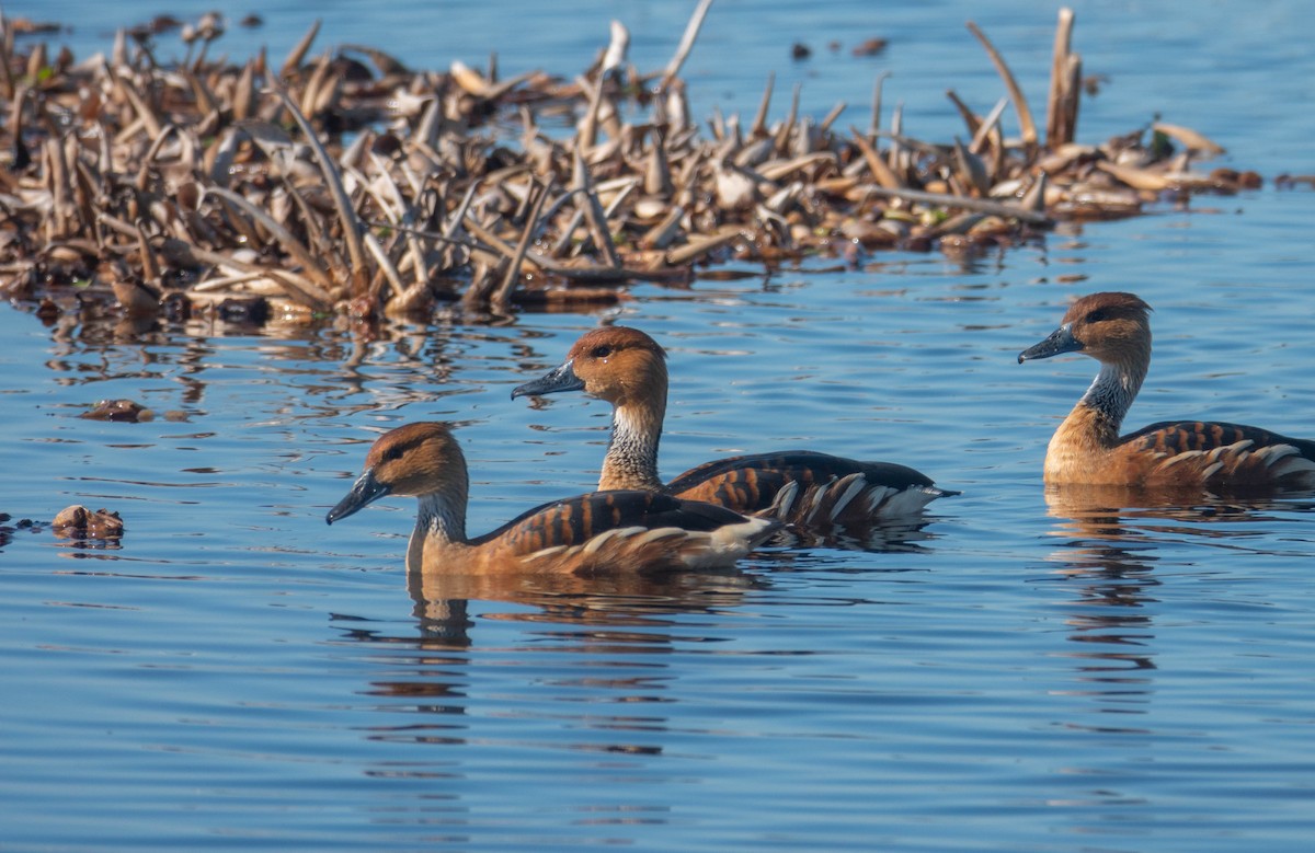 Fulvous Whistling-Duck - ML621241736