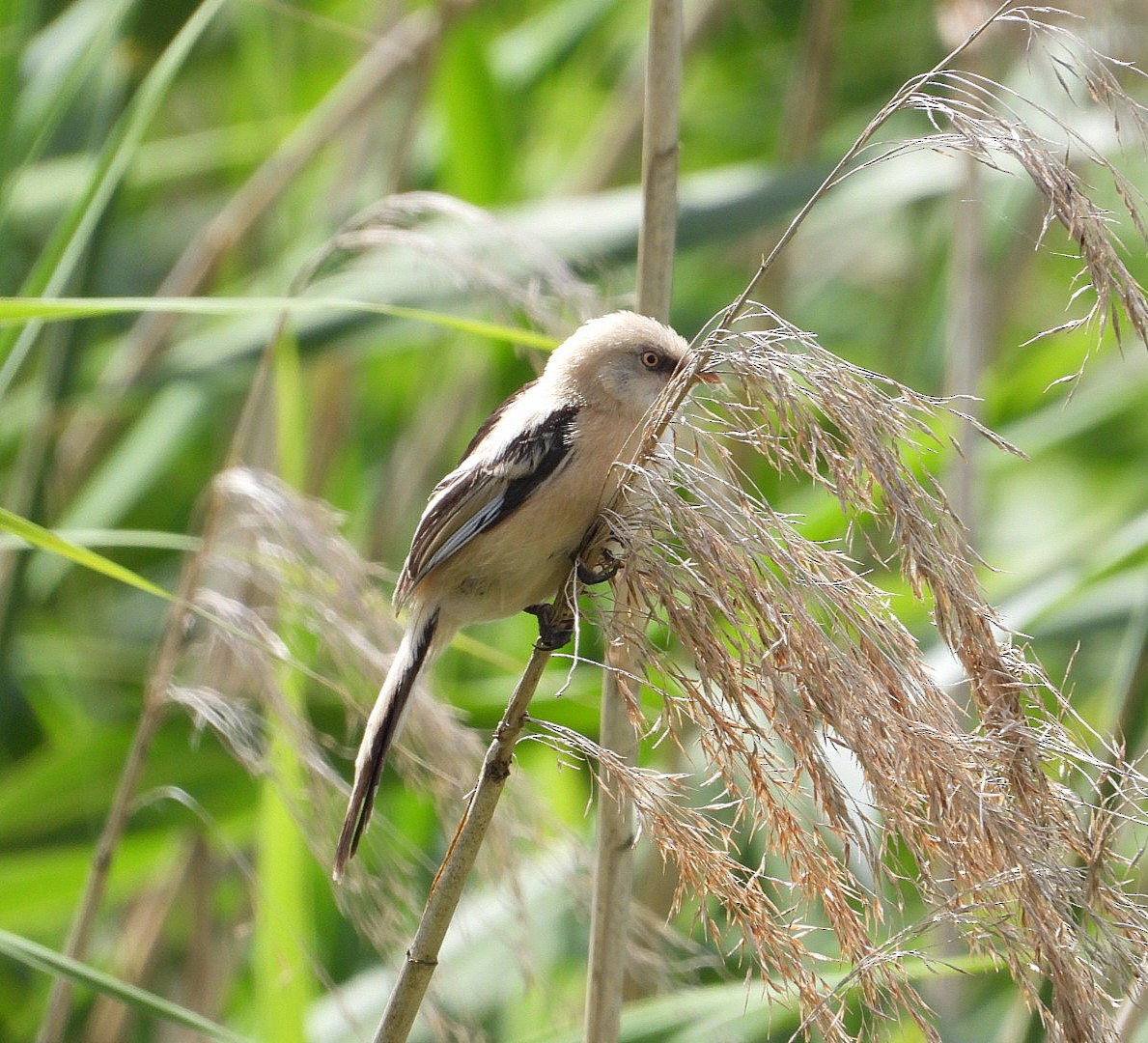 Bearded Reedling - ML621241740