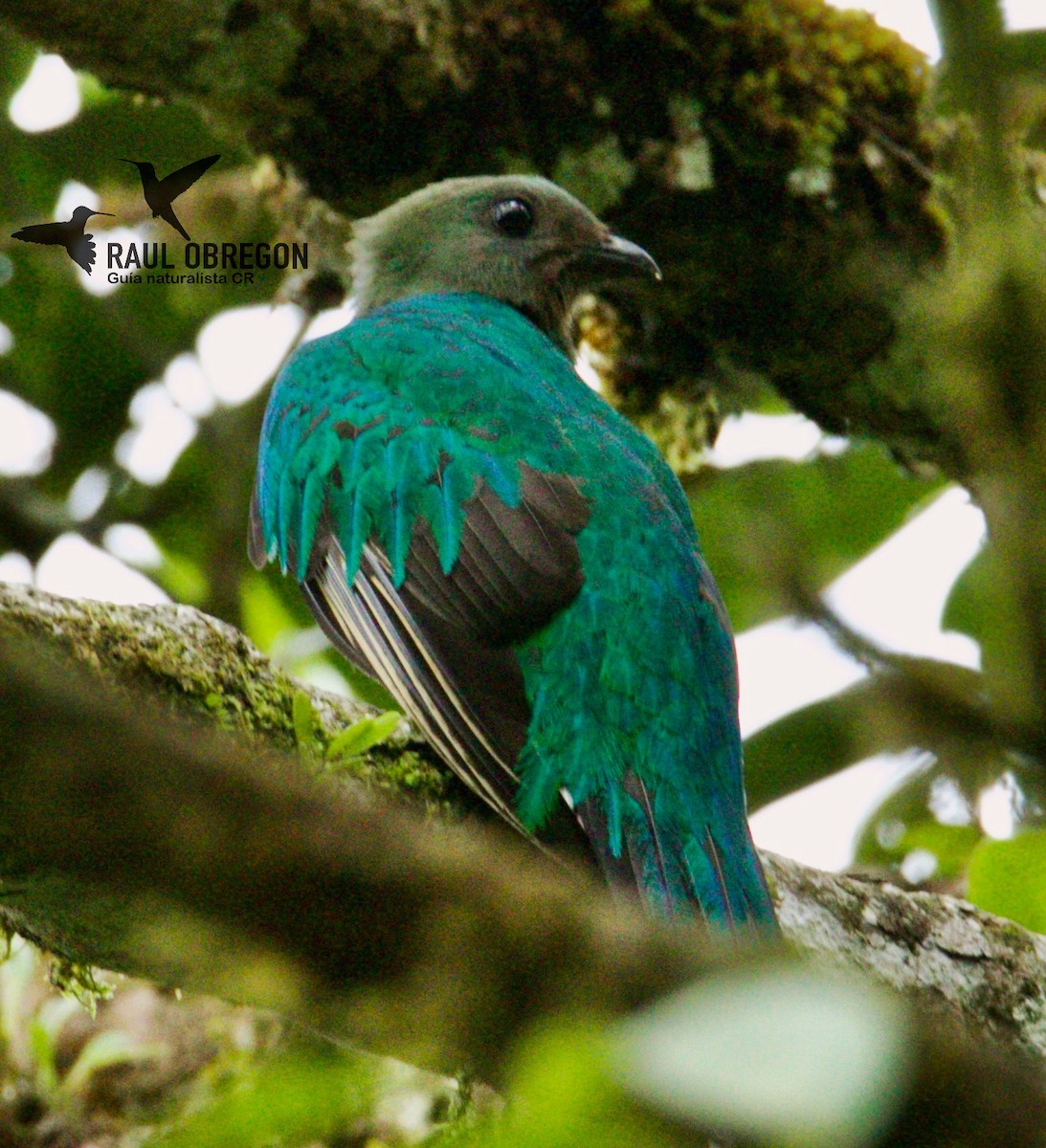 Quetzal resplendissant - ML621241741
